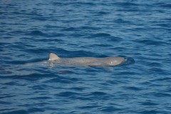 Orcaella heinsohni