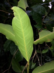 Capparis arborea
