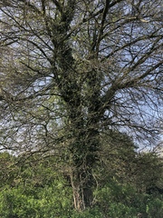 Corylus colurna