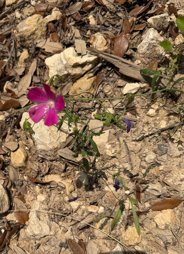 Callirhoe leiocarpa, photograph 6