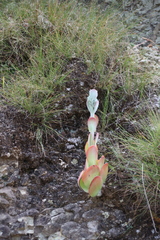 Kalanchoe thyrsiflora
