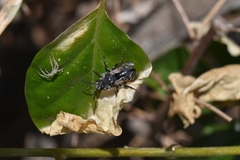 Melecta
