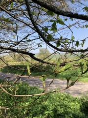 Corylus colurna