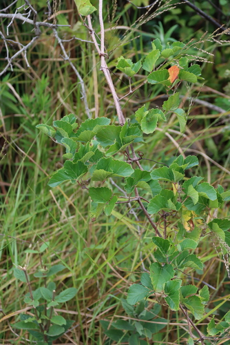 Rhoicissus tridentata, photograph 3