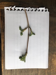 Corylus colurna