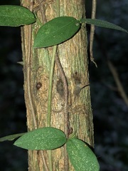 Capparis arborea