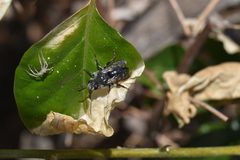 Melecta