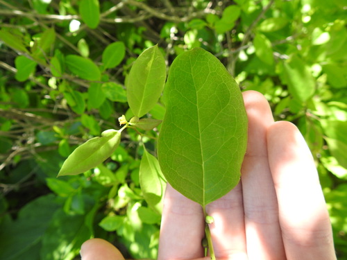 Catberry (Ilex mucronata)