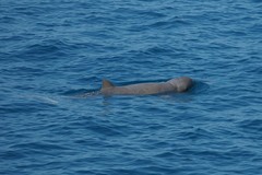 Orcaella heinsohni
