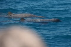 Orcaella heinsohni