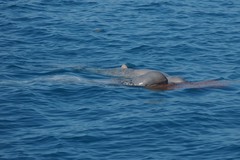 Orcaella heinsohni