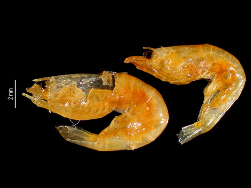Caridina edulis