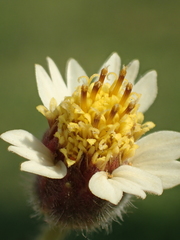 Tridax Daisy - Photo no rights reserved, uploaded by 葉子