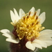 Tridax Daisy - Photo (c) 葉子, some rights reserved (CC BY-NC-ND)