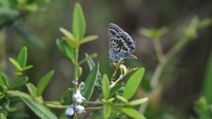Lepidochrysops asteris