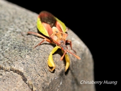 Cnizocoris dimorphus