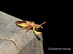 Cnizocoris dimorphus