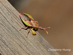 Cnizocoris dimorphus