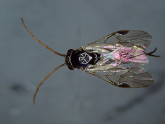 Pristiphora armata