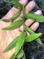 Sida hackettiana