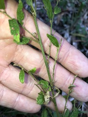 Sida hackettiana