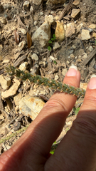 Plantago rhodosperma, photograph (c) IDClaire, some rights reserved (CC BY)