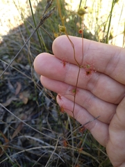Drosera peltata