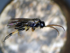 Pristiphora armata