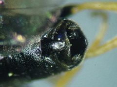 Pristiphora armata