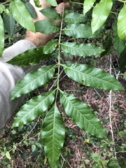 Flindersia xanthoxyla