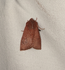 Orthosia transparens
