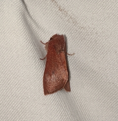 Orthosia transparens