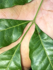 Flindersia xanthoxyla