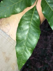 Flindersia xanthoxyla