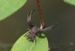 Stephanopis barbipes