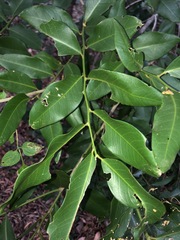 Capparis arborea