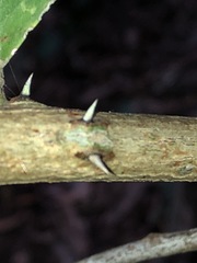 Capparis arborea