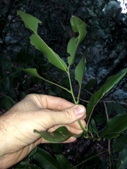 Capparis arborea
