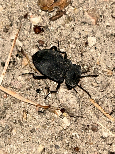 Embaphion contusum