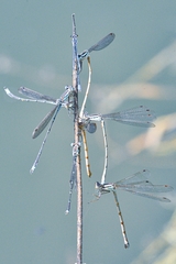 Indolestes gracilis