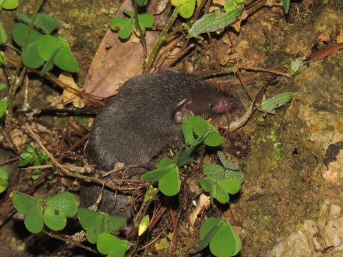 Asian House Shrew