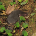 Asian House Shrew - Photo (c) Hoi Ling Cheng, some rights reserved (CC BY-NC), uploaded by Hoi Ling Cheng