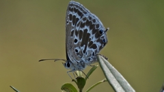 Lepidochrysops asteris
