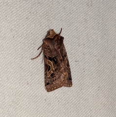Cerastis enigmatica