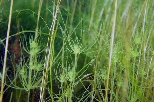 Tolypella observed 2026-05-30
