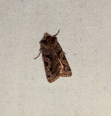 Cerastis enigmatica