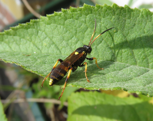 Ichneumon xanthorius, Van der Pek neighbourhood, 1031 Amsterdam, Netherlands, photo 8 of 10