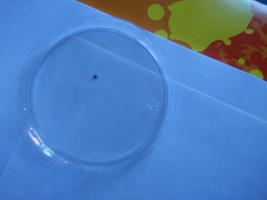 Arachnida