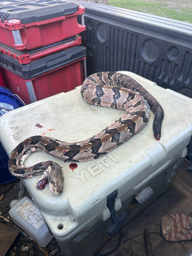 Timber Rattlesnake