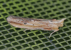 Ancylostomia stercorea